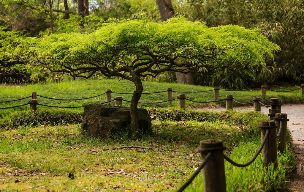 Japanese garden path and maple detail suggesting a calm seasonal approach